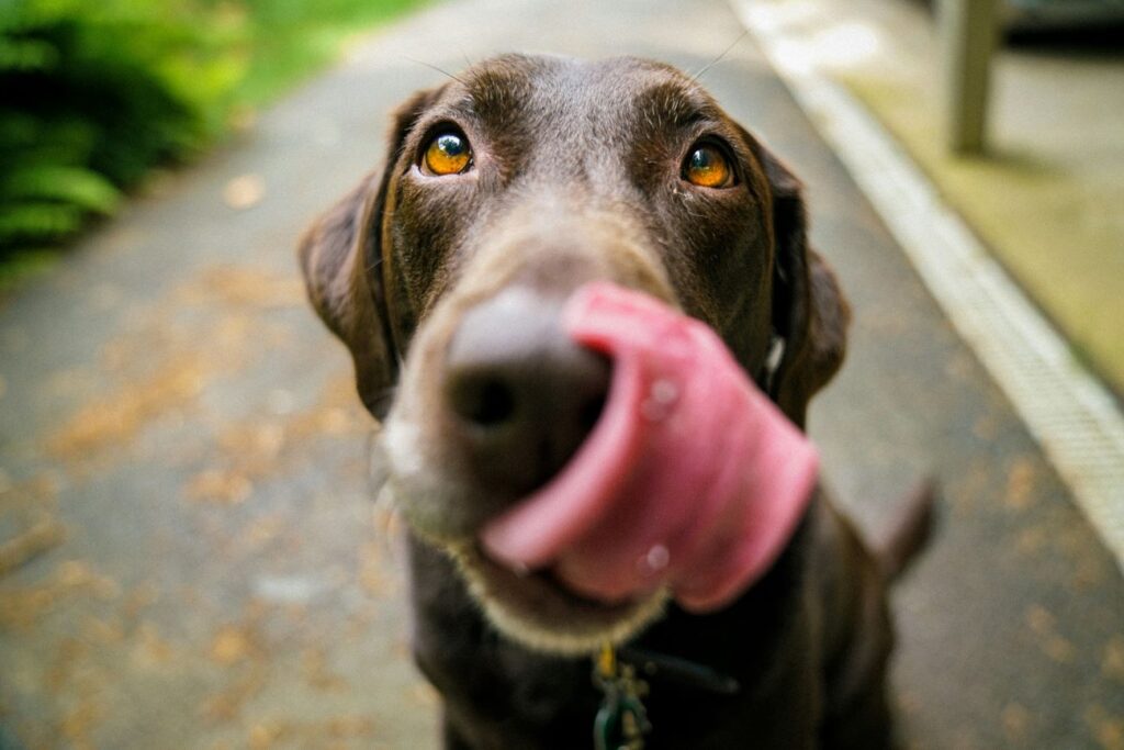 lustige englische Zungenbrecher - ein Hund der versucht einen englischen Zungenbrecher zu sagen