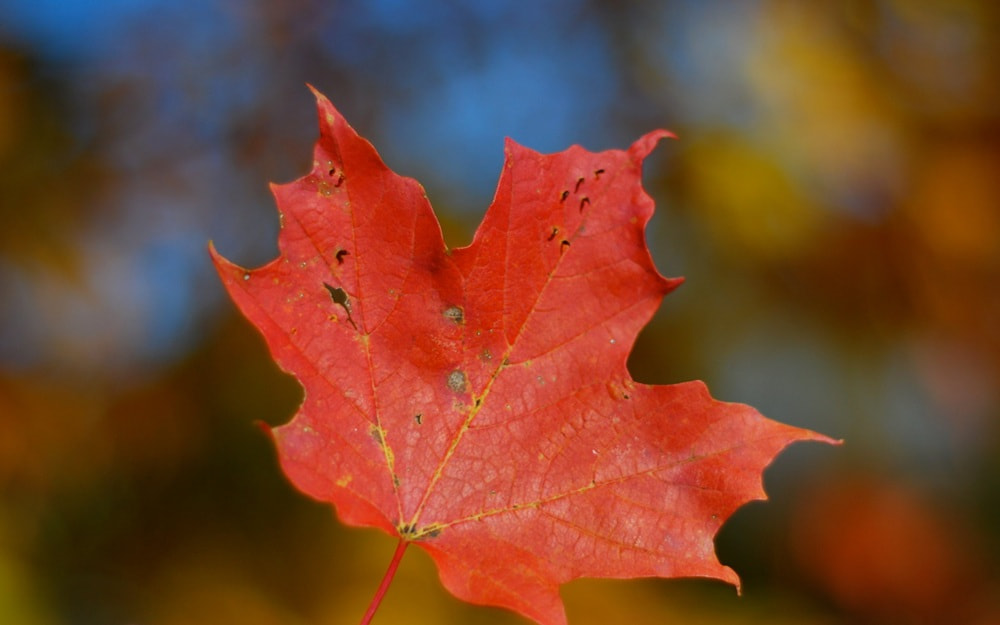 Otoño en Canadá